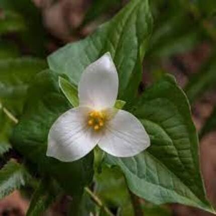white trillium flower seeds