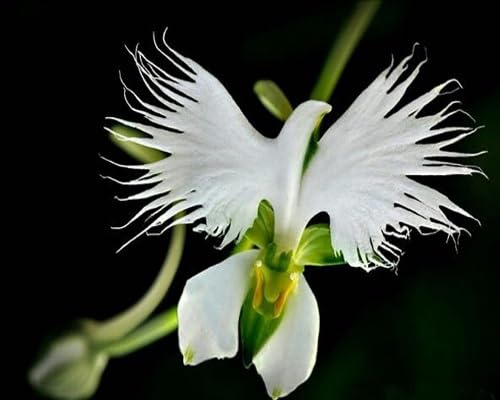 White Radiata Flower Seeds Heirloom Non-GMO High Germination Organic Garden Seeds for Planting