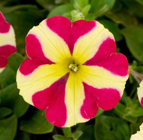 Red Yellow Petunia Flower Seeds – Heirloom, Non-GMO, High Germination Organic Garden Seeds for Planting