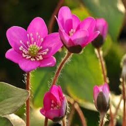 Pink Hepatica Nobilis Flower Seeds – Heirloom, Non-GMO High Germination Seeds for Planting | Organic Garden Seeds