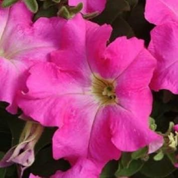 pinkfuchsiapetuniaflowerheirloomnongmo flower seeds