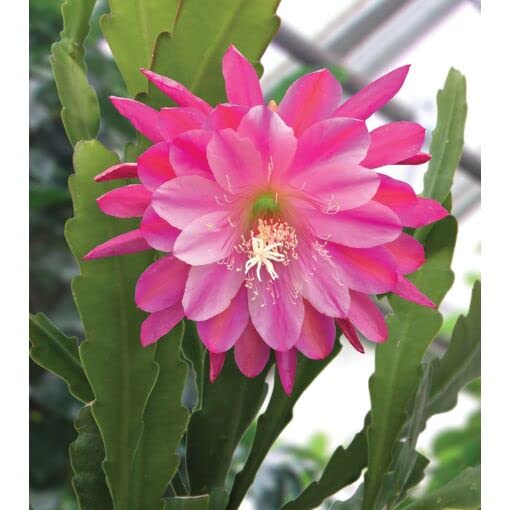 Pink Epiphyllum Oxypetalum Flower Seeds – Heirloom, Non-GMO, High Germination