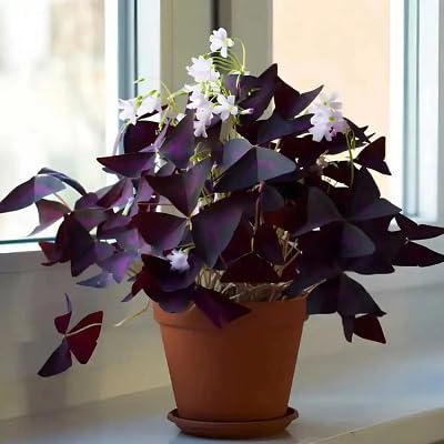 Oxalis Flower Seeds – Heirloom, Non-GMO, High Germination Organic Garden Seeds for Planting