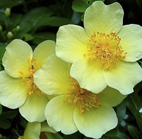 Yellow Xanthina Flower Seeds for Planting | Heirloom Non-GMO Organic
