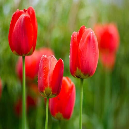 Red Tulip Flower Seeds for Planting – Heirloom, Non-GMO, High Germination