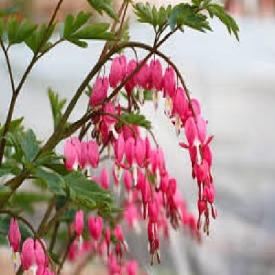 Rote Herzblume Samen zum Pflanzen – Alte Sorte, gentechnikfrei, hohe Keimfähigkeit, Bio-Gartensamen