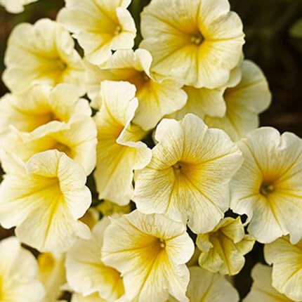 yellow petunia flower seeds