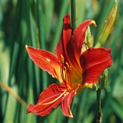 red hemerocallis flower seeds