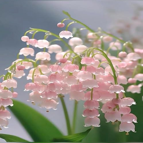 Pink Lily of the Valley Flower Seeds – Seeds for Planting, Heirloom, Non-GMO, High Germination Organic Garden Seeds