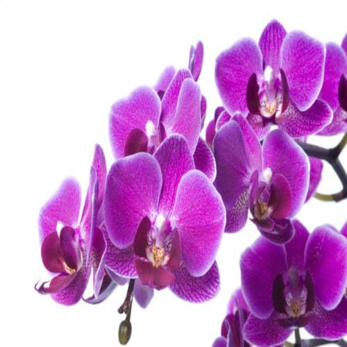orchidflowerpurpleheirloomnongmo flower seeds