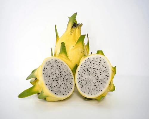 Dragon Seeds – Heirloom, Non-GMO, High Germination Organic Garden Seeds