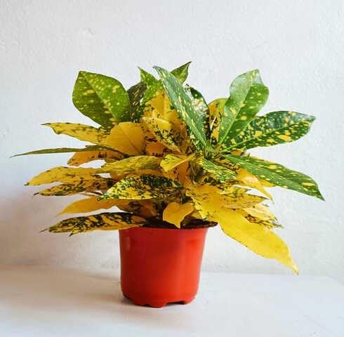 green yellow flower seeds