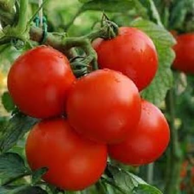 Red Tomato Seeds – Heirloom, Non-GMO, High Germination Organic Garden Seeds Planting