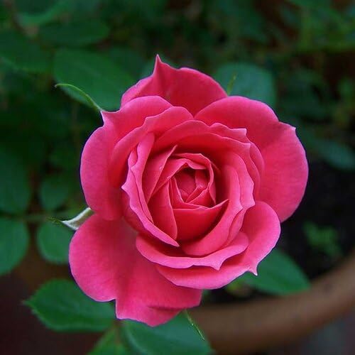 Giant Rose Flower Seeds Pink – Heirloom, Non-GMO, High Germination Organic Garden Seeds for Planting
