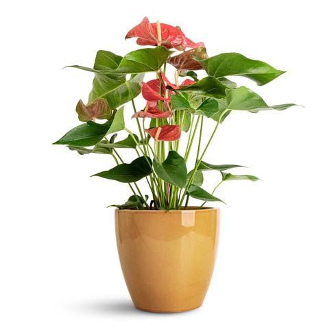 red anthurium flower seeds