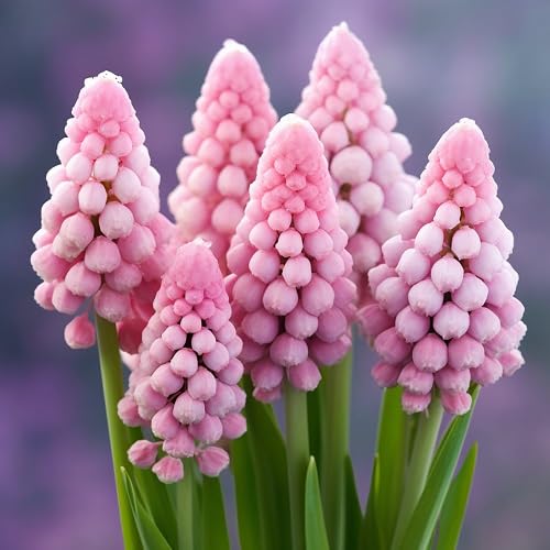 Pink Armeniacum Flower Seeds Heirloom Non-GMO High Germination Organic Garden Seeds for Planting