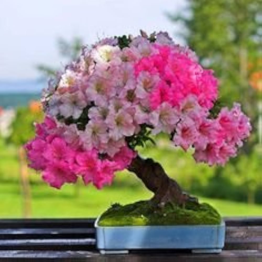 spring bonsai flower seeds