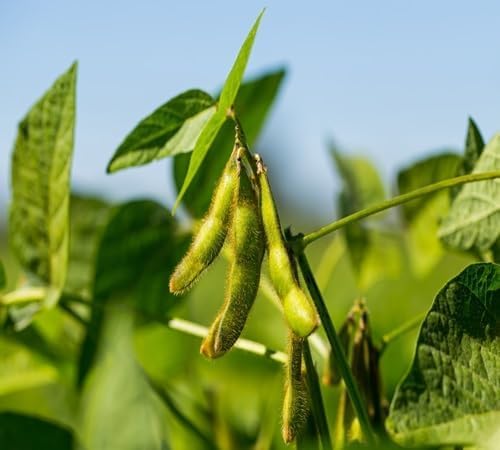 Semillas de soja – Tradicionales, sin OMG, alta germinación, semillas orgánicas para jardín