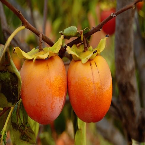 Persimmon Seeds – Heirloom, Non-GMO, High Germination Organic Garden Seeds