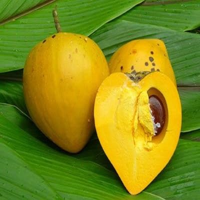 Canistel Seeds – Heirloom, Non-GMO, High Germination Organic Garden Seeds