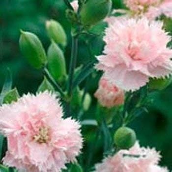 pinkcaryophyllusflowerheirloomnongmo flower seeds