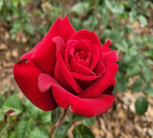 Giant Red Rose Flower Seeds for Planting – Heirloom Non-GMO High Germination Organic Garden Seeds