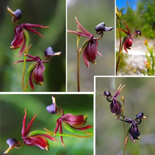 Maroon Caleana Major Flower Seeds – Heirloom, Non-GMO, High Germination Organic Garden Seeds for Planting