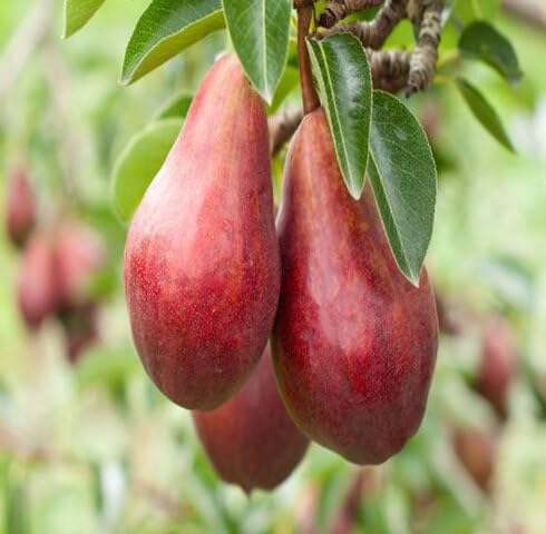 Red Pear Seeds – Heirloom, Non-GMO, High Germination Organic Garden Seeds for Planting