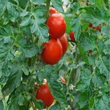 Rote Tomate Rote Samen – Heirloom, Non-GMO, hohe Keimrate Bio-Gartensamen für die Aussaat