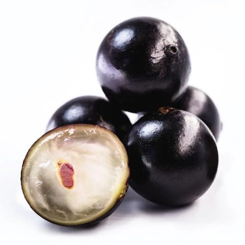 Jabuticaba Fruit Seeds – Heirloom, Non-GMO, High Germination Organic Garden Seeds
