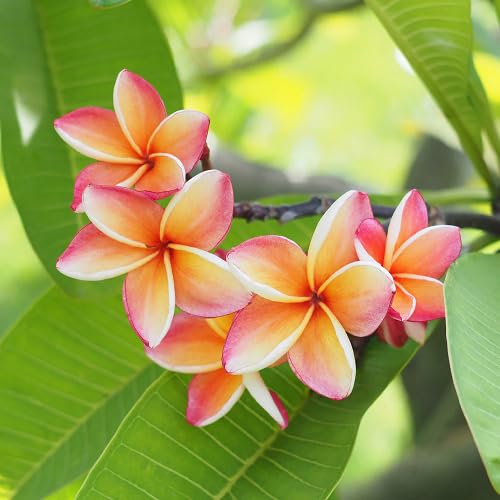 Plumeria Flower Seeds – Heirloom, Non-GMO, High Germination Organic Garden Seeds for Planting Seeds for Planting