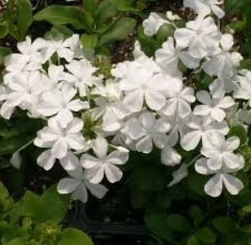Bleiwurz-Blumensamen – Alte Sorte gentechnikfrei hohe Keimrate Bio-Gartensamen