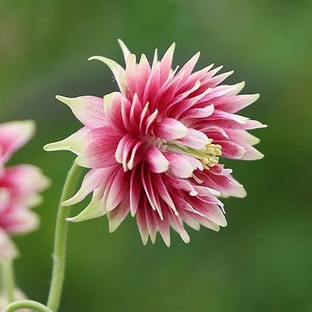 Pink Aquilegia Flower Seeds – Heirloom, Non-GMO, High Germination Organic Garden Seeds for Planting