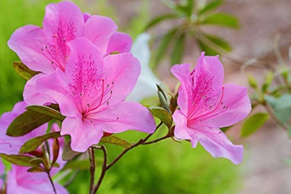 rhododendron azalea flower seeds