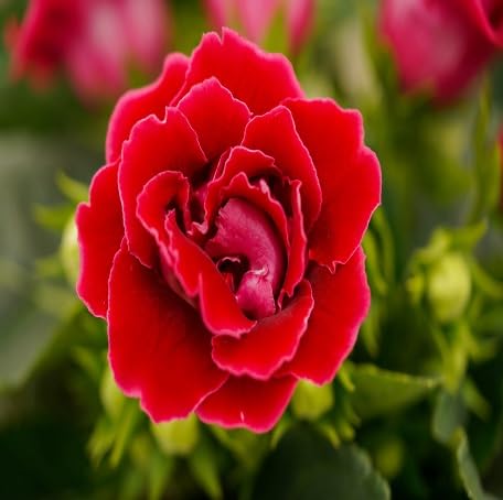 red gloxinia flower seeds