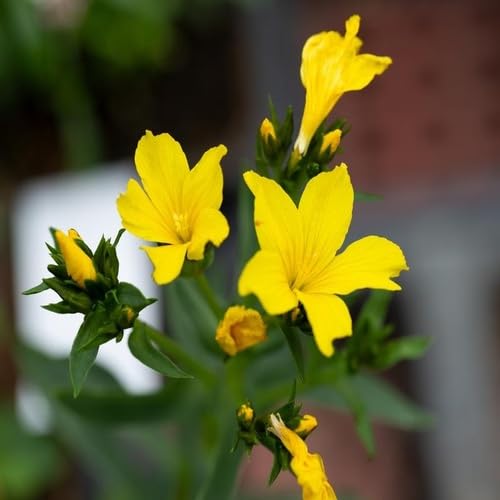 Yellow Linum Flavum Flower Seeds – Heirloom Non-GMO High Germination Organic Garden Seeds