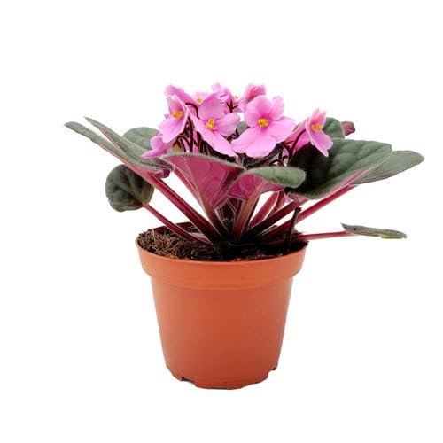 Pink Saintpaulia Flower Seeds – Heirloom Non-GMO High Germination Organic Garden Seeds