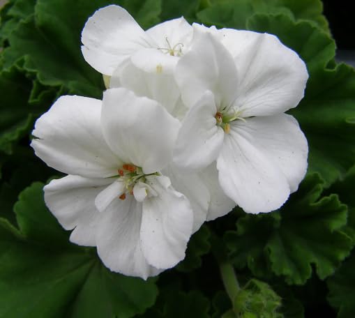 White Pelargonium Flower Seeds – Heirloom, Non-GMO, High Germination Organic Garden Seeds for Planting