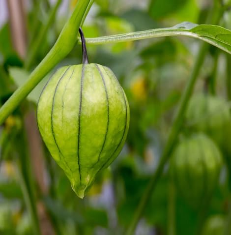 Tomatillo Seeds – Heirloom, Non-GMO, High Germination Organic Garden Seeds