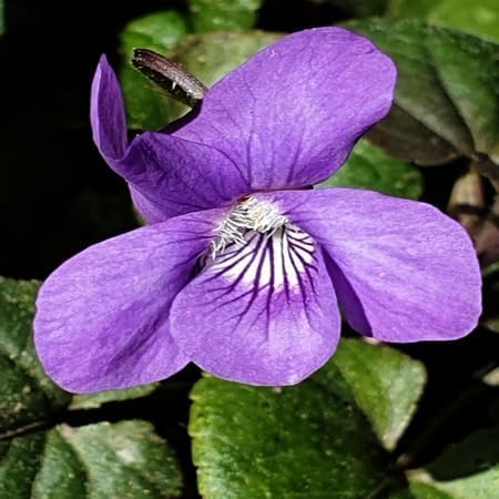 Purple Riviniana Flower Seeds for Planting Heirloom Non-GMO High Germination Organic Garden Seeds