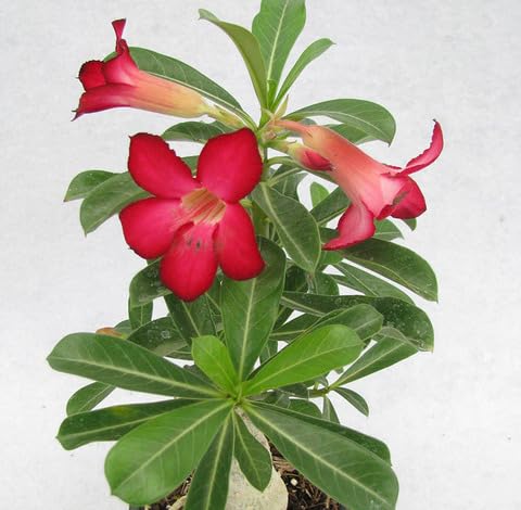 Red Adenium Obesum Flower Seeds – Heirloom, Non-GMO, High Germination Organic Garden Seeds for Planting