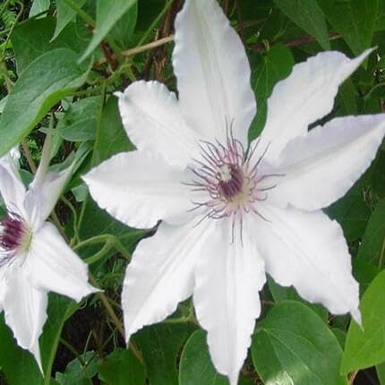 White Clematis Flower Seeds Heirloom Non-GMO High Germination Organic Garden Seeds for Planting