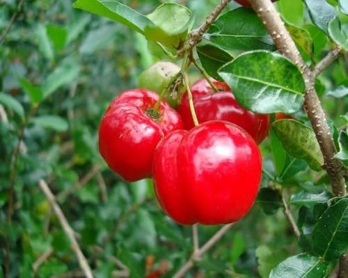 Goumi-Beeren-Samen Rot – Alte Sorte, gentechnikfrei, hohe Keimrate, Bio-Gartensamen