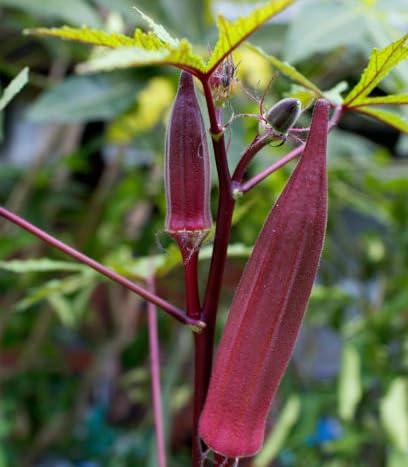 Rote Okra-Samen – Alte Sorte, gentechnikfrei, hohe Keimfähigkeit Bio-Gartensaatgut zum Pflanzen