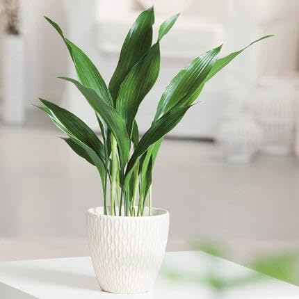 greenaspidistraheirloomnongmo flower seeds