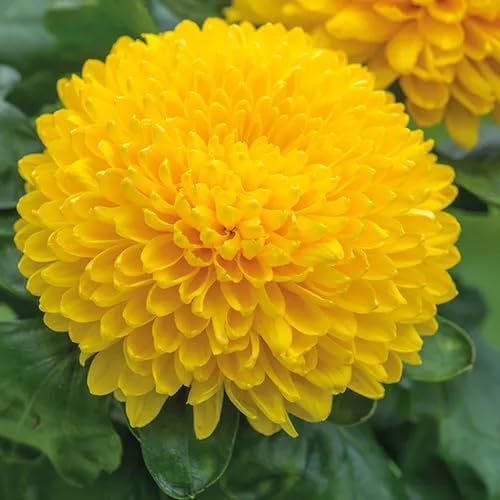 chrysanthemum flower heirloom non-gmo seeds