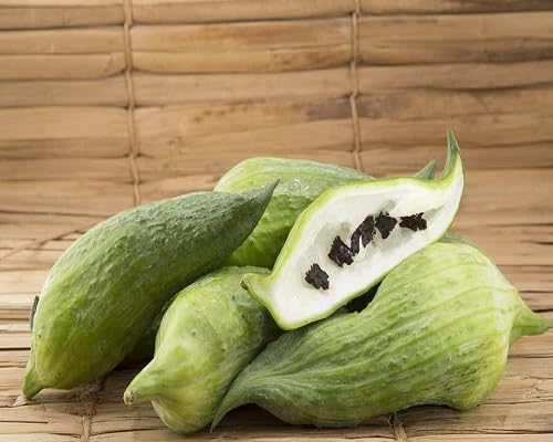 Squash Seeds – Heirloom, Non-GMO, High Germination Organic Garden Seeds Planting