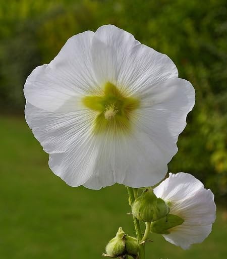 White Hollyhock Flower Seeds Heirloom Non-GMO High Germination Organic Garden Seeds for Planting