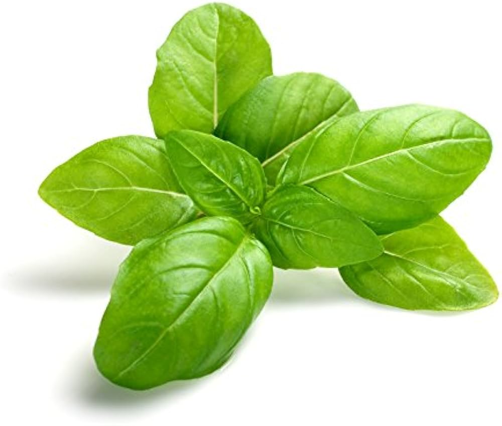 Basil Ocimum herb seeds