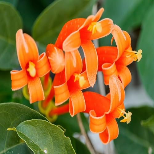 Venusta Flower Seeds for Planting – Heirloom, Non-GMO, High Germination